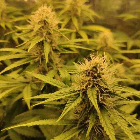 Gorilla Glue #4 growlog timeline photo