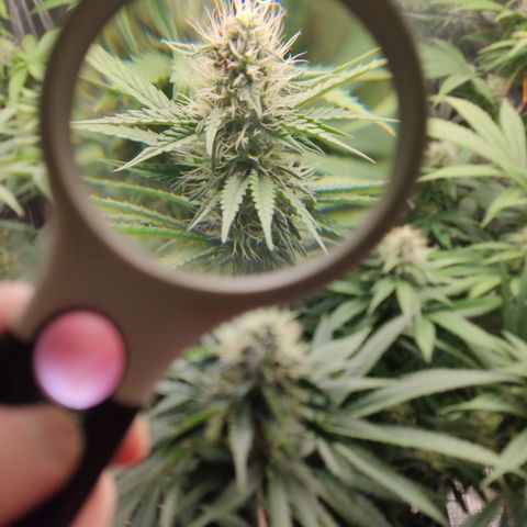 Gorilla Glue #4 growlog timeline photo