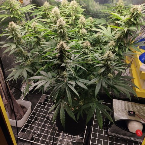 Gorilla Glue #4 growlog timeline photo