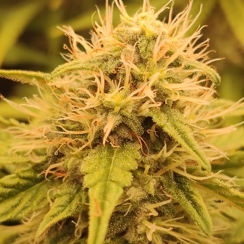 Gorilla Glue #4 growlog timeline photo