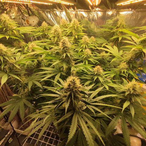 Gorilla Glue #4 growlog timeline photo