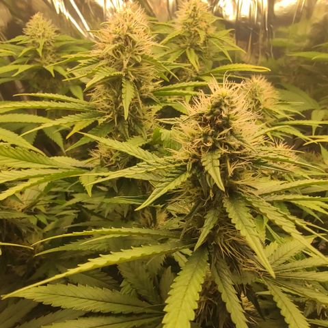 Gorilla Glue #4 growlog timeline photo