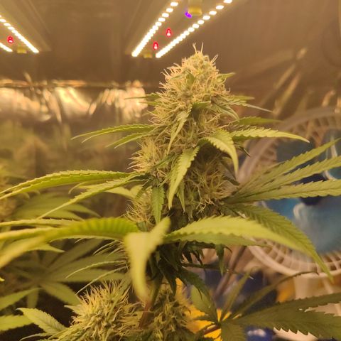 Gorilla Glue #4 growlog timeline photo