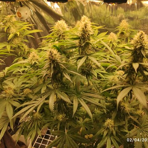 Gorilla Glue #4 growlog timeline photo