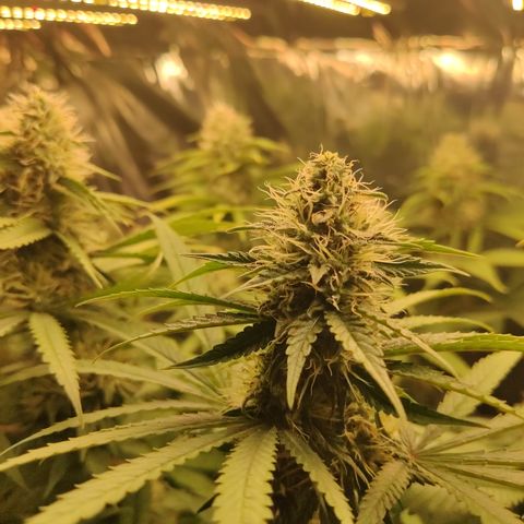 Gorilla Glue #4 growlog timeline photo