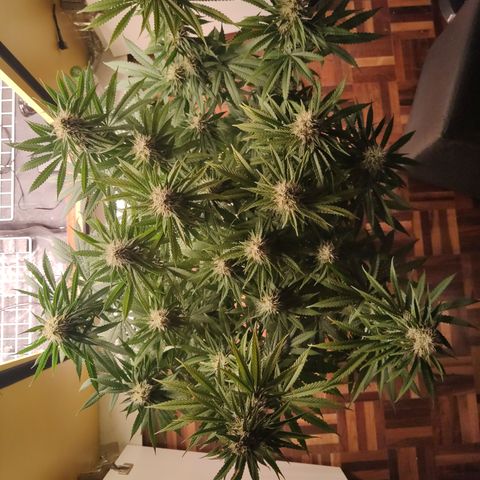 Gorilla Glue #4 growlog timeline photo