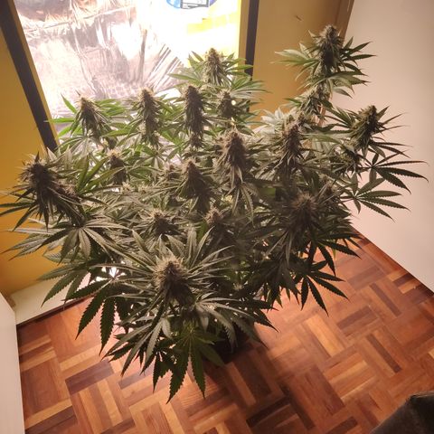 Gorilla Glue #4 growlog timeline photo