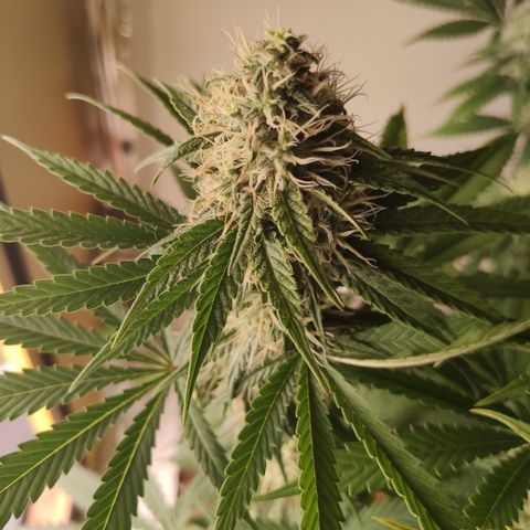 Gorilla Glue #4 growlog timeline photo