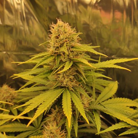 Gorilla Glue #4 growlog timeline photo
