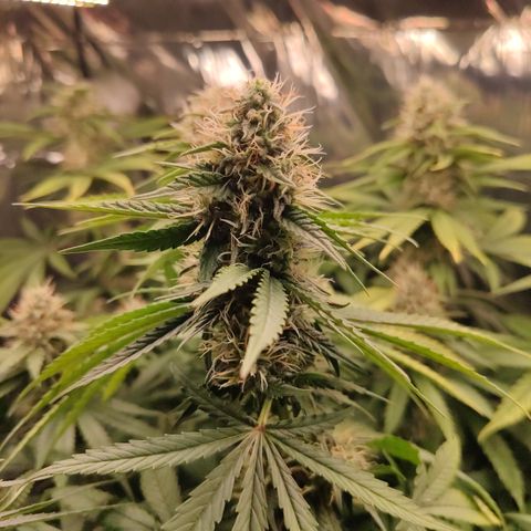 Gorilla Glue #4 growlog timeline photo