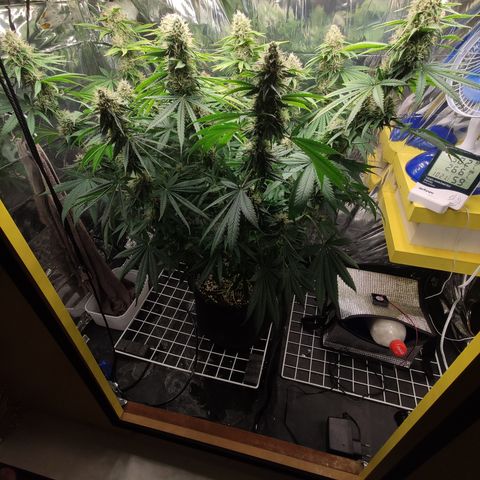 Gorilla Glue #4 growlog timeline photo