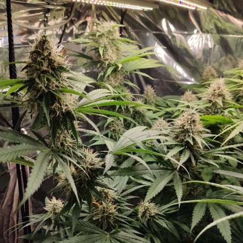 Gorilla Glue #4 growlog timeline photo
