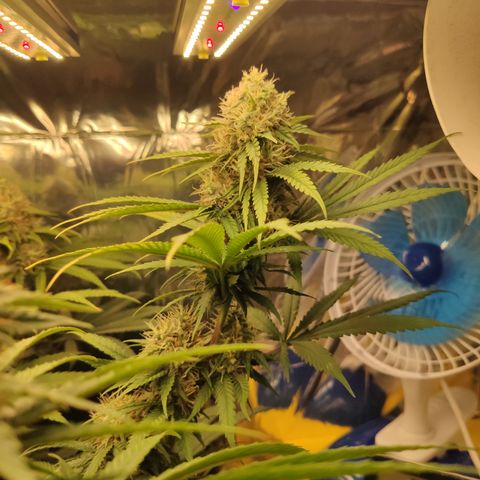 Gorilla Glue #4 growlog timeline photo