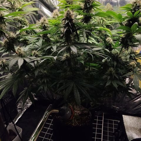 Gorilla Glue #4 growlog timeline photo
