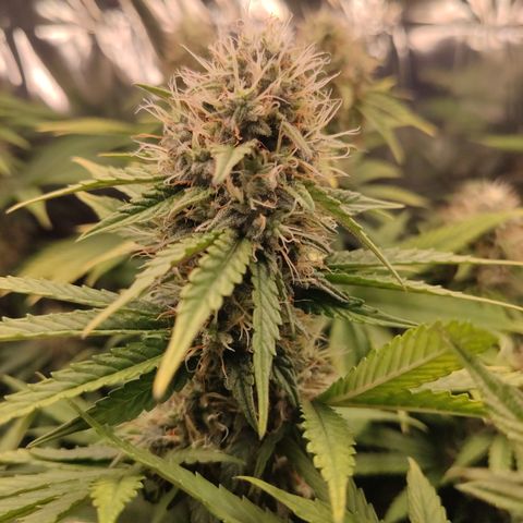 Gorilla Glue #4 growlog timeline photo