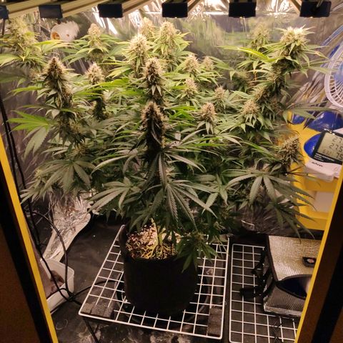 Gorilla Glue #4 growlog timeline photo