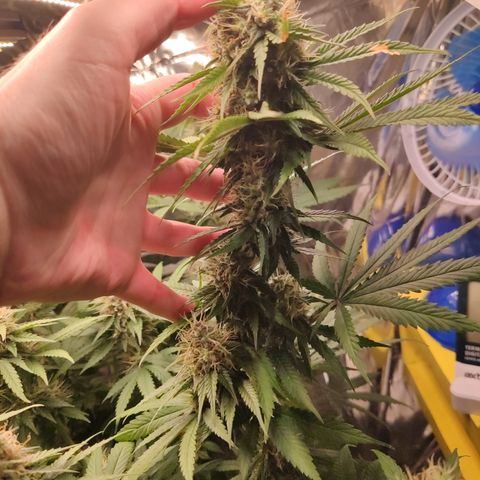 Gorilla Glue #4 growlog timeline photo