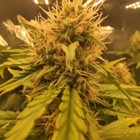 Gorilla Glue #4 growlog timeline photo