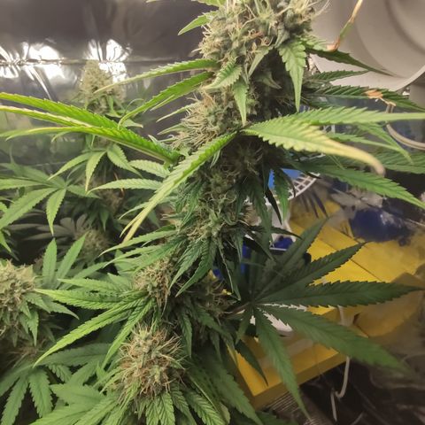 Gorilla Glue #4 growlog timeline photo