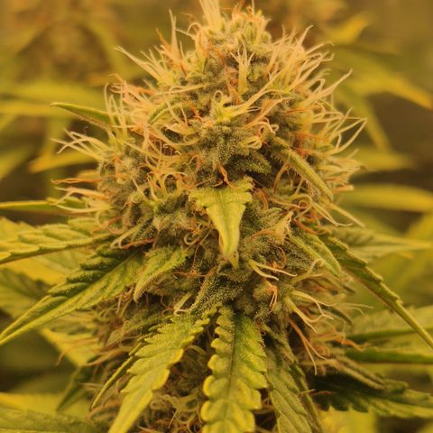 Gorilla Glue #4 growlog timeline photo