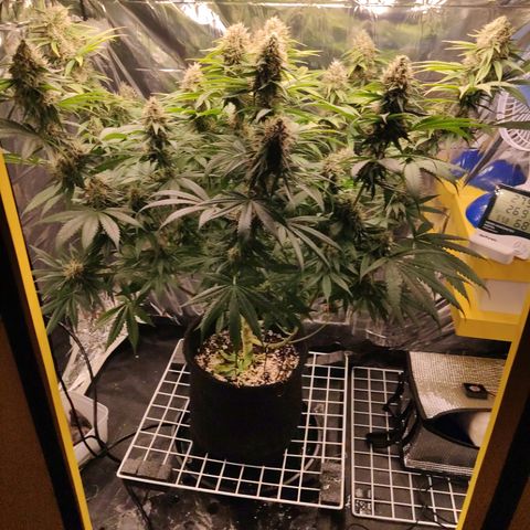 Gorilla Glue #4 growlog timeline photo