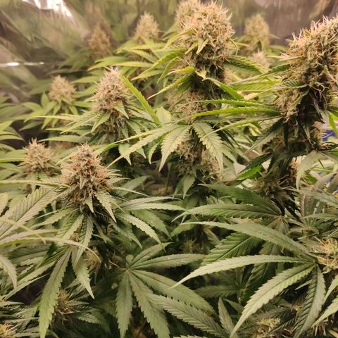 Gorilla Glue #4 growlog timeline photo
