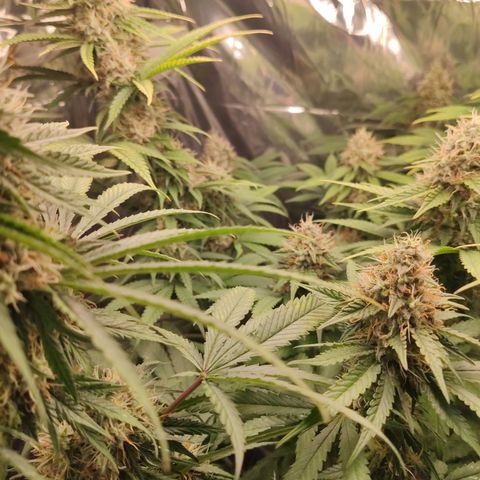 Gorilla Glue #4 growlog timeline photo