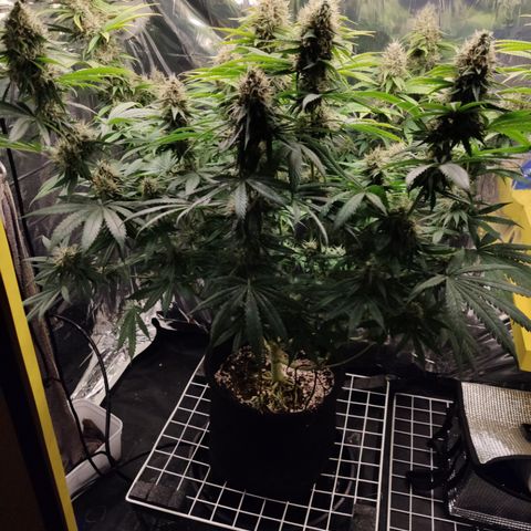 Gorilla Glue #4 growlog timeline photo