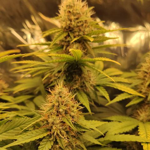 Gorilla Glue #4 growlog timeline photo