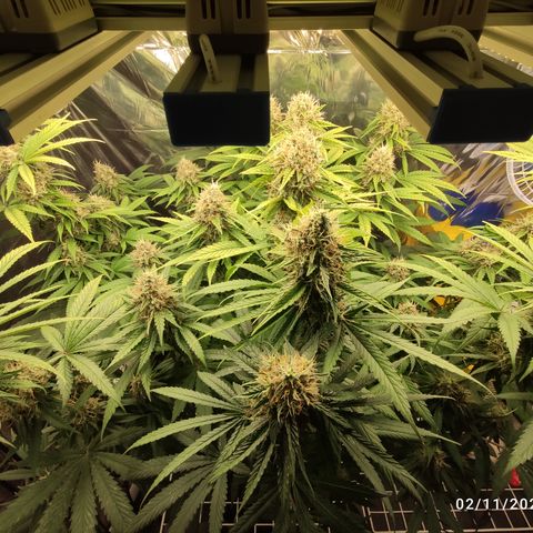 Gorilla Glue #4 growlog timeline photo