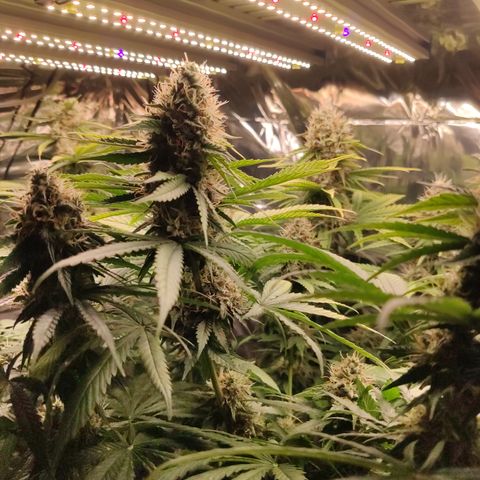 Gorilla Glue #4 growlog timeline photo