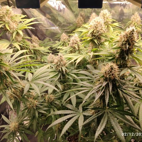 Gorilla Glue #4 growlog timeline photo