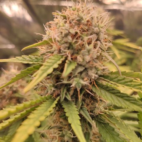 Gorilla Glue #4 growlog timeline photo