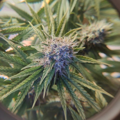 Gorilla Glue #4 growlog timeline photo