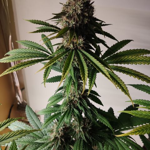 Gorilla Glue #4 growlog timeline photo