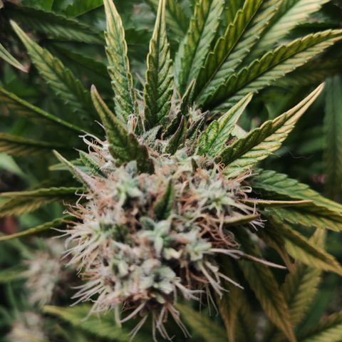 Gorilla Glue #4 growlog timeline photo