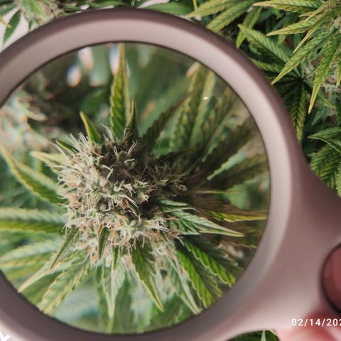 Gorilla Glue #4 growlog timeline photo