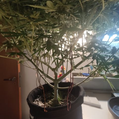 Gorilla Glue #4 growlog timeline photo