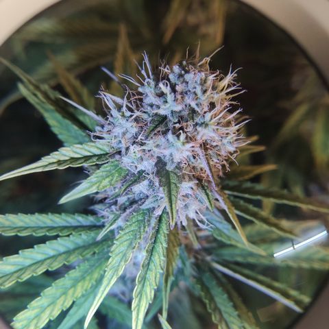Gorilla Glue #4 growlog timeline photo