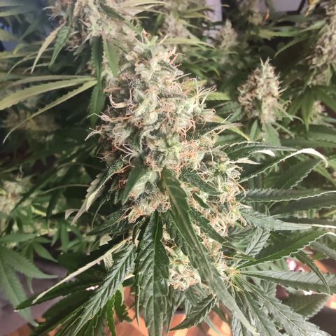 Gorilla Glue #4 growlog timeline photo
