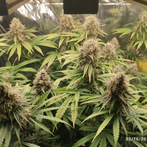 Gorilla Glue #4 growlog timeline photo