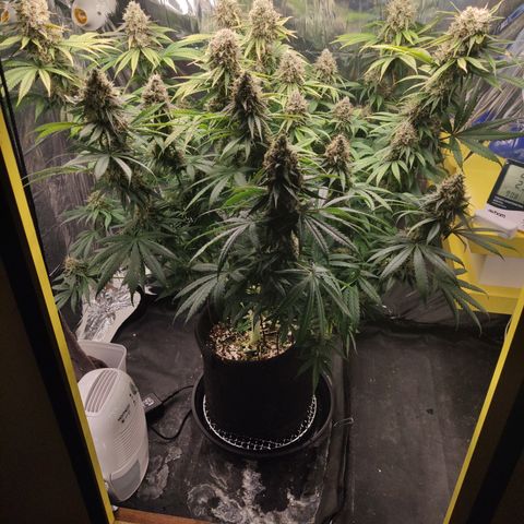 Gorilla Glue #4 growlog timeline photo