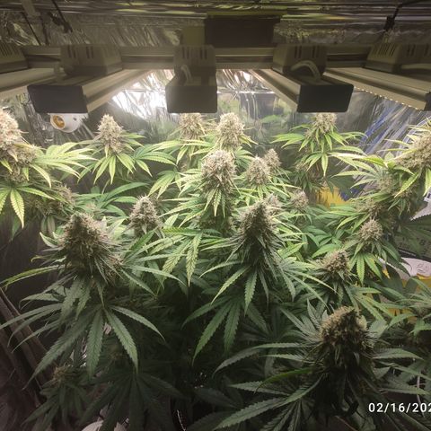 Gorilla Glue #4 growlog timeline photo