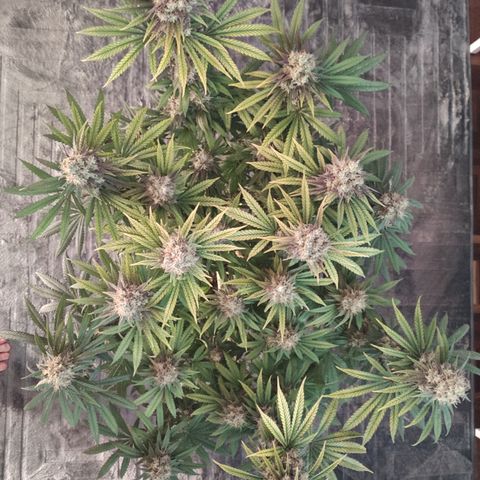Gorilla Glue #4 growlog timeline photo
