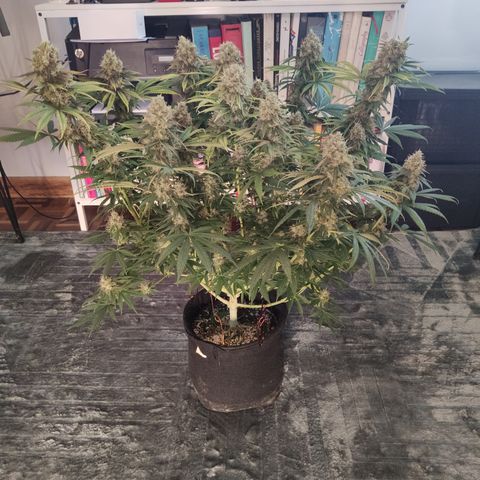 Gorilla Glue #4 growlog timeline photo