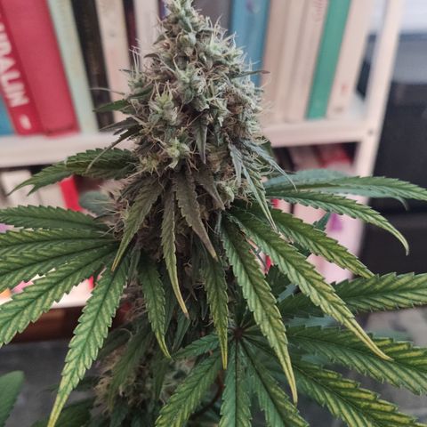 Gorilla Glue #4 growlog timeline photo
