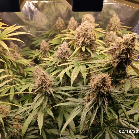 Gorilla Glue #4 growlog timeline photo