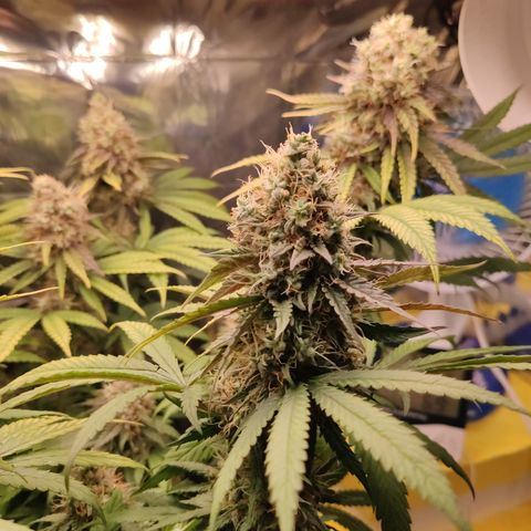 Gorilla Glue #4 growlog timeline photo
