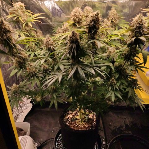 Gorilla Glue #4 growlog timeline photo