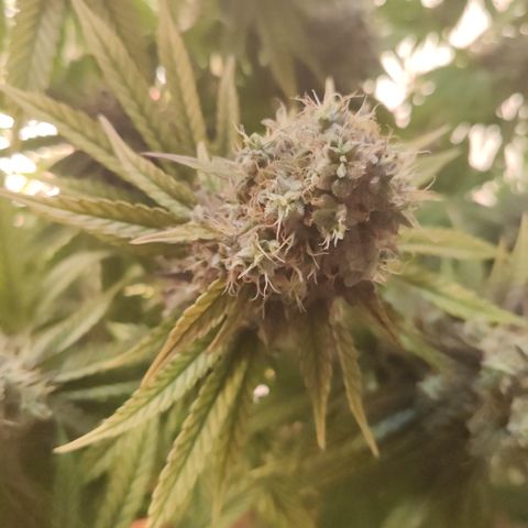 Gorilla Glue #4 growlog timeline photo